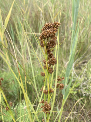 Cladium mariscus - Galigaan