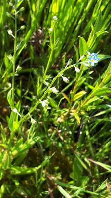 Myosotis laxa subsp. caespitosa - Zompvergeet-mij-nietje s.s.