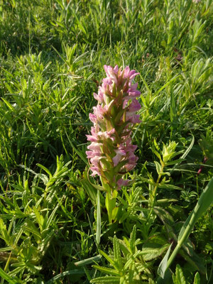 Vleeskleurige orchis