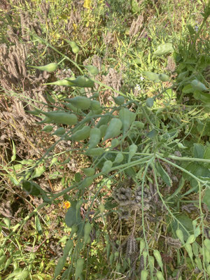 Raphanus sativus - Tuinradijs