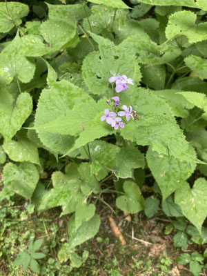 Lunaria rediviva - Wilde judaspenning