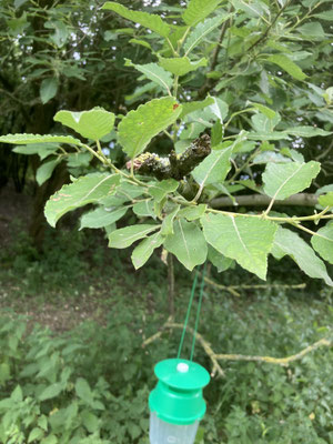 Salix caprea - Boswilg