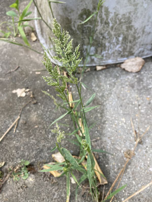 Polypogon viridis - Kransgras