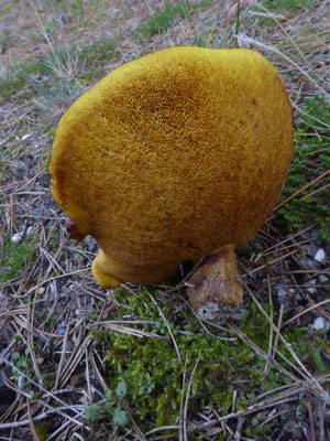 Suillus collinitus - Valse melkboleet