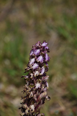 Hyacintorchis