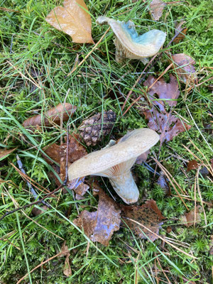 Lactarius quieticolor - Vaaloranje melkzwam