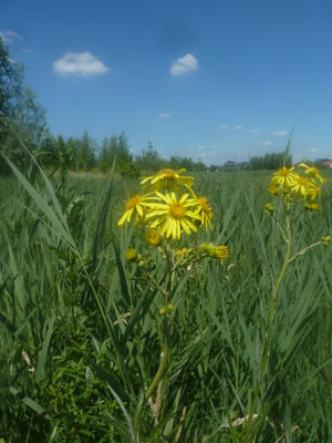 Senecio jacobaea - Jacobskruiskruid