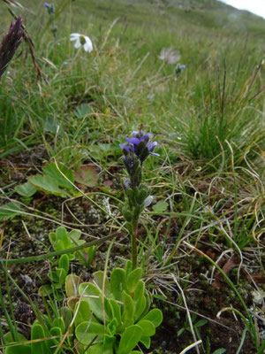 Veronica bellidiodes