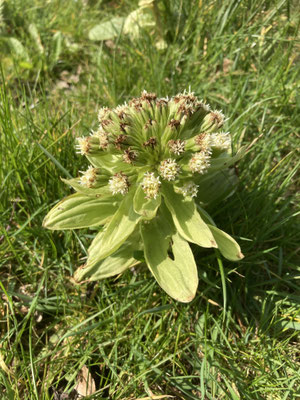 Petasites japonicus - Japans hoefblad