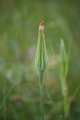 Tragopogon dubius - Bleke morgenster