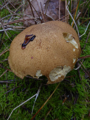 Suillus variegatus - Fijnschubbige boleet
