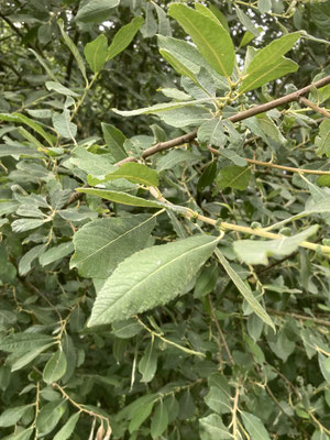 Salix cinerea subsp. cinerea - Grauwe wilg s.s.