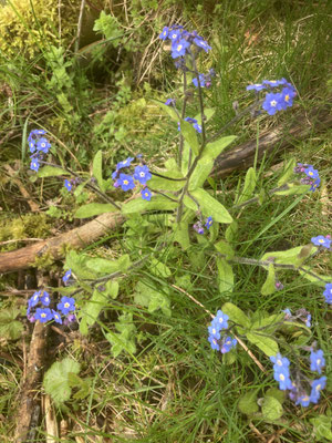 Myosotis sylvatica - Bosvergeet-mij-nietje