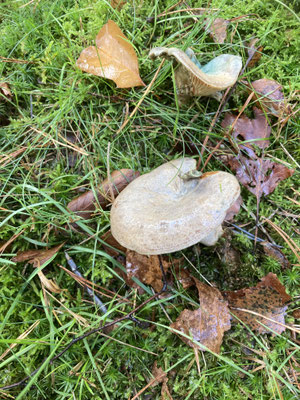 Lactarius quieticolor - Vaaloranje melkzwam