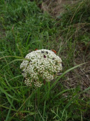 Daucus carota - Wilde peen