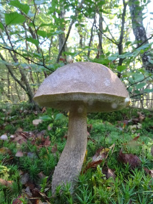 Leccinum cyaneobasileucum - Bruingrijze berkenboleet