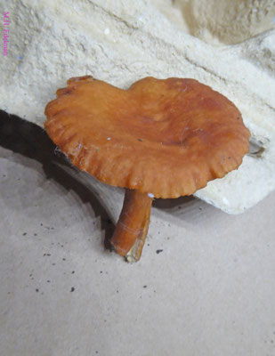 Lactarius lacunarum - Greppelmelkzwam
