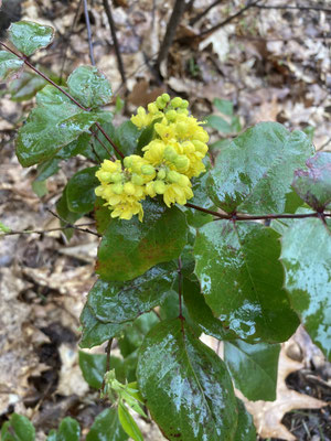 Berberis aquifolium - Mahonie