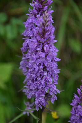 Dactylorhiza majalis - Brede orchis