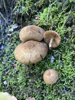 Inocybe lanuginosa sl, incl. stellatospora - Wolvezelkop sl, incl. Gewone, Valse wolvezelkop