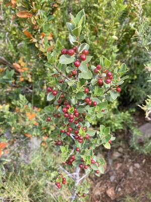 Rhamnus alaternus - Groenblijvende wegedoorn