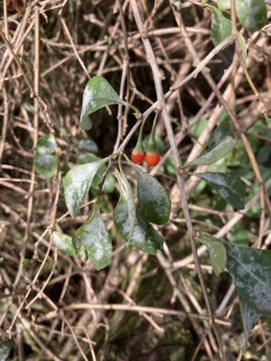 Lycium barbarum - Boksdoorn
