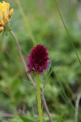 Nigritella nigra - Zwarte vanilleorchis