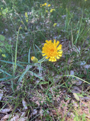 Hieracium umbellatum - Schermhavikskruid