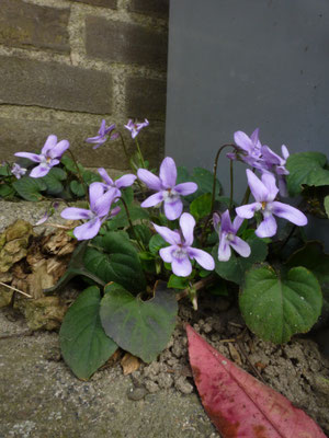 Viola riviniana 'Purpurea' - Purper viooltje