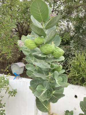 Calotropis procera