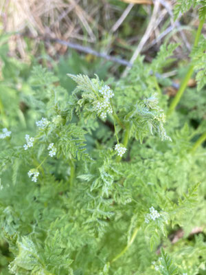Anthriscus caucalis - Fijne kervel