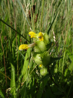 Kleine ratelaar