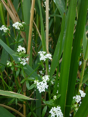 Galium palustre - Moeraswalstro