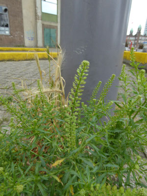 Lepidium densiflorum - Dichtbloemige kruidkers