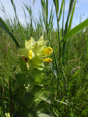 Rhinanthus alectorolophus - Harige ratelaar