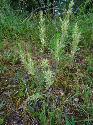 Koeleria albescens - Duinfakkelgras