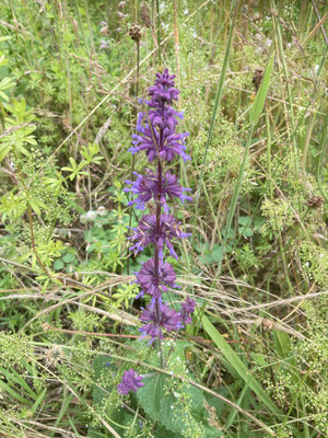 Salvia verticillata - Kranssalie