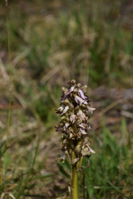 Hyacintorchis