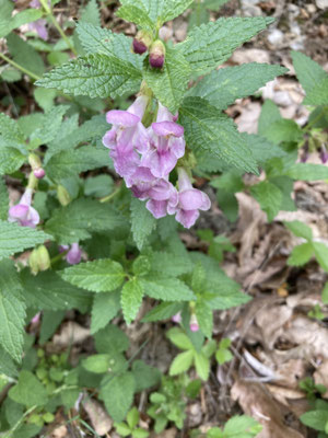 Melittis melissophyllum - Bijenblad