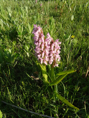 Vleeskleurige orchis