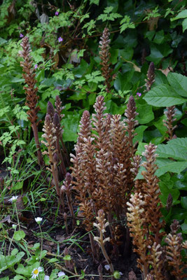 Orobanche hederae - Klimopbremraap
