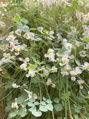 Sarcocapnos enneaphylla