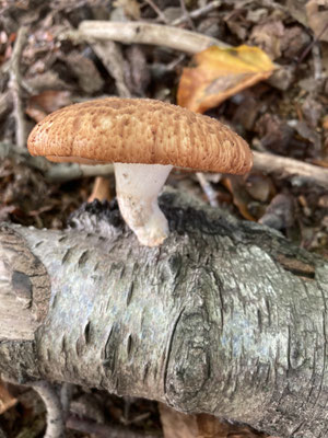 Polyporus tuberaster - Franjeporiezwam