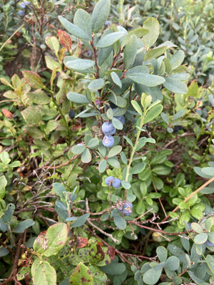 Vaccinium uliginosum - Rijsbes