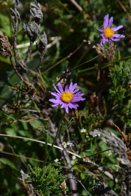 Aster alpinus