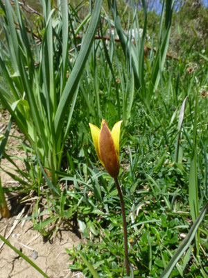 Tulipa australis -  Zuidelijke tulp