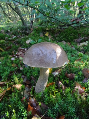 Leccinum cyaneobasileucum - Bruingrijze berkenboleet