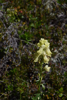 Aconitum lycoctonum