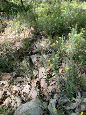 Ulex europaeus - Gaspeldoorn