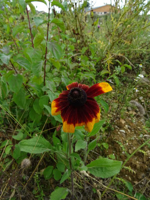 Rudbeckia hirta - Ruige rudbeckia